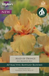 Iris Maid Of Orange - Taylor's Bulbs