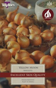 Shallot Yellow Moon 12 Pack - Taylor's Bulbs
