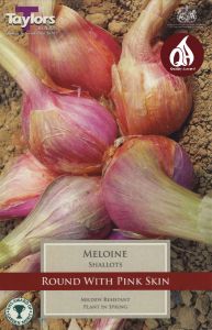 Shallot French Maloine 10 Pack - Taylor's Bulbs