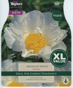 Paeonia Krinkled White - Taylor's Bulbs