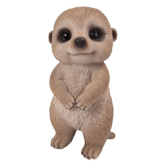 Baby Meerkat Pet Pal