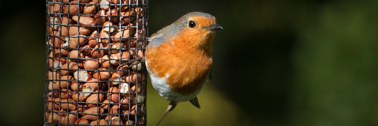 Robin on peanut feeder
