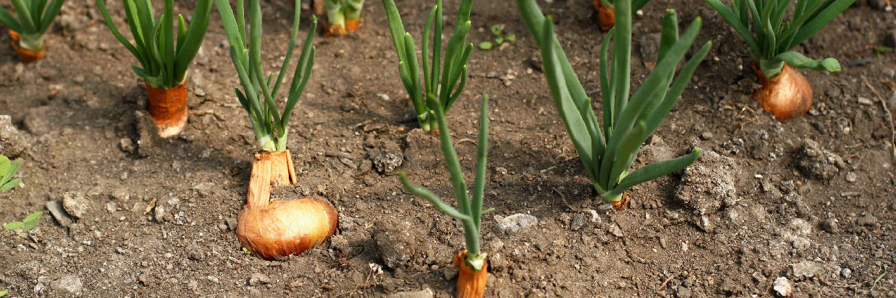 onions in soil