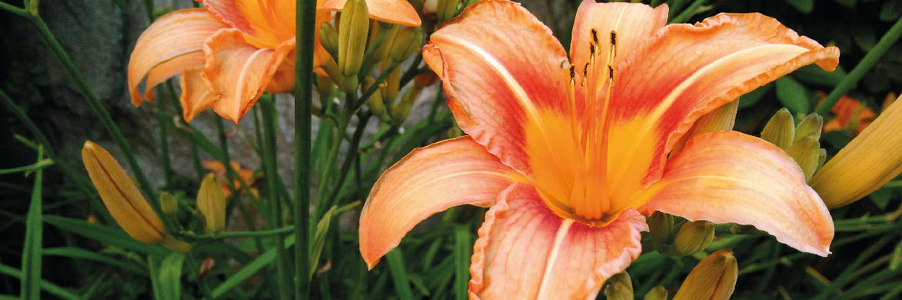 Summer Flowering Lily