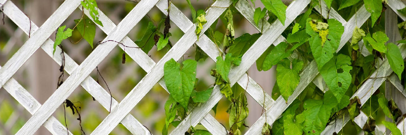 White trellis with green leaves