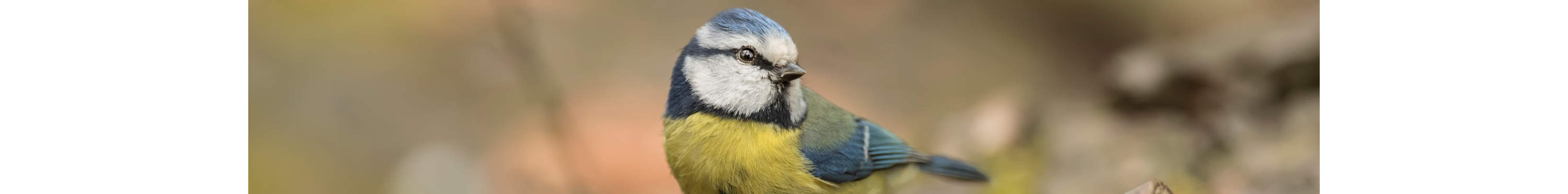 Fun Facts about Wildlife and Wild Birds - Scotsdales Garden Centre