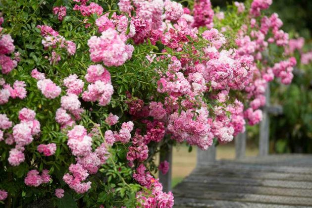 How to Choose the Right Types of Roses for a Gorgeous Garden