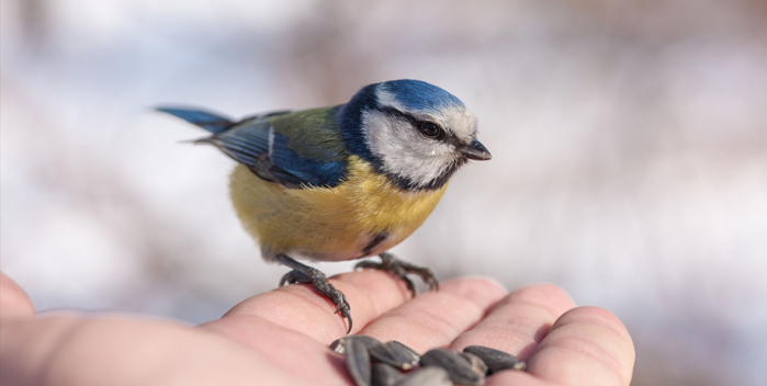 Bird Guide: Great Tit - Advice – Peckish UK