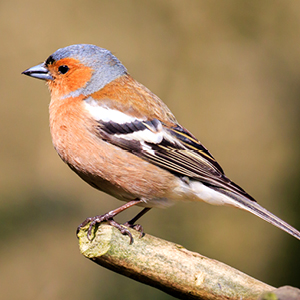 Bird of the Month - June - Scotsdales Garden Centre