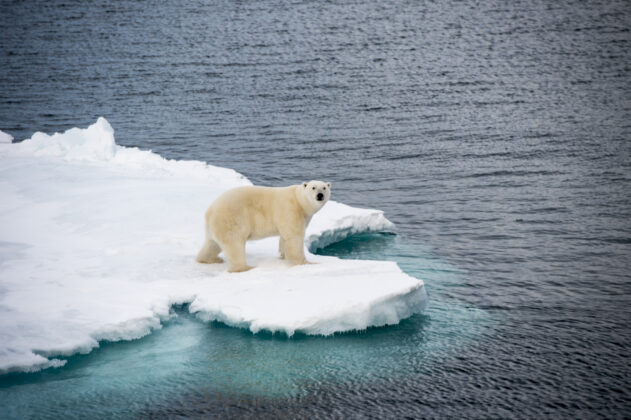 Polar Ice Tray - Polar Animals Series (Antarctic Blue)